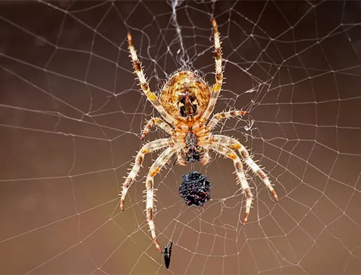 Orçamento para Dedetização de Aranhas